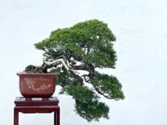 三河盆栽　シンパク　真柏　盆栽　懸崖　高級盆栽　曲芸のサムネイル