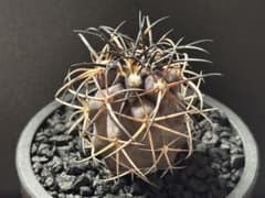 ハ*チ様 グリセオビオラセア 鉢植え メルカリ便送料込み コピアポア グリセオビオラセア 実生 - メルカリ