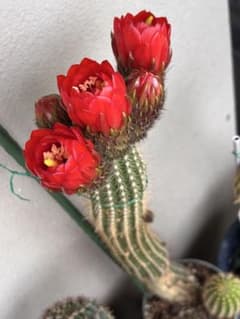 真赤花が咲く柱サボテンのサムネイル