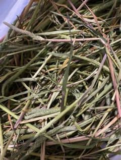 うさぎのおやつ 乾燥野草 スズメノテッポウ 約15g★のサムネイル