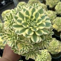 マイバッハ 超大群生 10頭以上 抜き苗 アエオニウム 多肉植物 - メルカリ