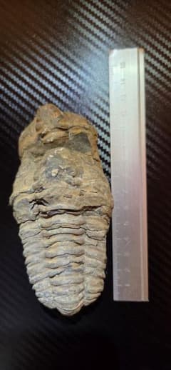 三葉虫の化石 モロッコ産のサムネイル