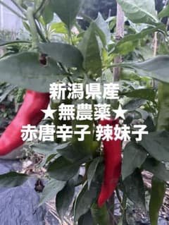 新潟県産 赤唐辛子 辛い 辣妹子1kg無農薬 （ピーマン1、2個おまけ付き）のサムネイル