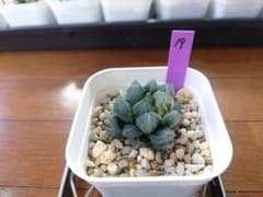 オブツーサ OM玉露錦 19のサムネイル