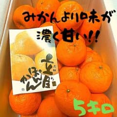 みかん　より味が濃い　ぽんかん　　31 みかん より味が濃い ぽんかん 31 - メルカリ