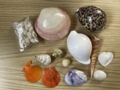 貝殻　まとめ売りのサムネイル