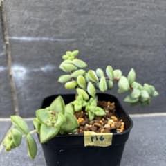 Crassula, Aisei, M6, 3 years old