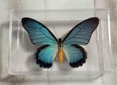 u*4様 外国産蝶標本‼️アフリカの代表アゲハ　ザルモクシスオオアゲハ 蝶標本 ザルモクシスオオアゲハ - メルカリ