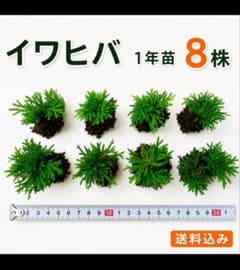 イワヒバ1年苗 8株(抜き苗) [岩ヒバ 岩檜葉 岩松 盆栽]のサムネイル