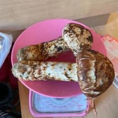 信州産　松茸のサムネイル