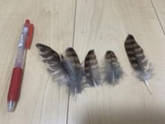 チョウゲンボウの羽根 5枚セットのサムネイル