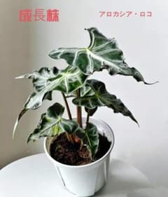 MS069 5株セット Alocasia 'Loco' アロカシア・ロコ個性葉 - メルカリ