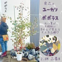 へらーり様専用おまとめリクエスト。幹太ユーカリポポラス2.0M(鉢底