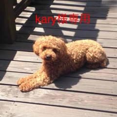 イネドニットのサムネイル