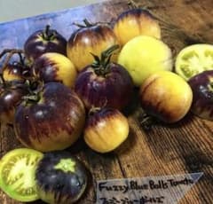 Fuzzy Blue Balls Tomatoのサムネイル