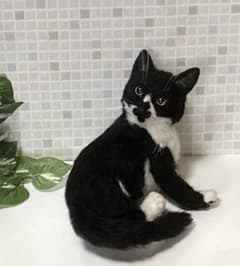 ペットメモリアル L Lサイズ オーダーメイド ハチワレ 猫ちゃん ペットメモリアル L Lサイズ オーダーメイド ハチワレ 猫ちゃん - メルカリ