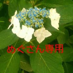 めぐさん専用ですのサムネイル