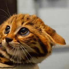 k.k様専用のサムネイル