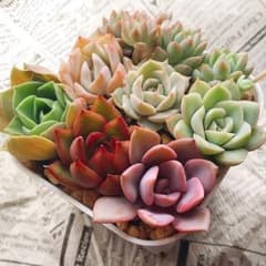 多肉植物　寄せ植えセット　カット抜き苗のサムネイル