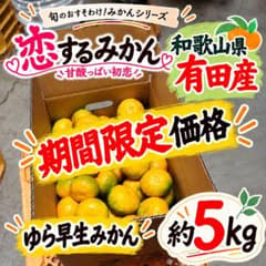 和歌山県産 ゆら早生みかん 約5kg 3S 小玉 農家直送 期間限定価格のサムネイル