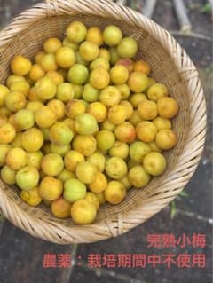 完熟　栽培期間中農薬不使用　小梅　3kgのサムネイル
