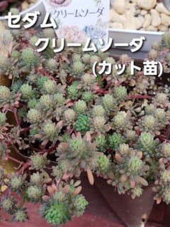 多肉植物 セダム クリームソーダ 〔カット苗10本〕のサムネイル