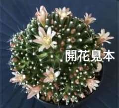 サボテン ペインテリー カキコ 2株 B - メルカリ