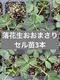 【セル苗】落花生おおまさり苗3本のサムネイル