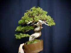 真柏 捻転 舎利 シャリ芸 小品・中品 盆栽 - メルカリ