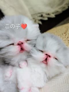 生後10日♡エキゾ子猫ちゃん♡ママ〜ミルクちょうだい♡アートドール♡ぬいぐるみ♡ エキゾベビー♡生後3日♡赤ちゃん子猫ちゃん♡アートドール