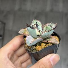 アガベ BB錦ブラックアンドブルー白覆輪斑入り抜き苗発送 - メルカリ