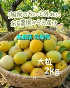 ㉟ 梅 完熟梅 2kg 訳あり 無農薬のサムネイル