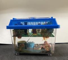 LEGO レゴ 正規品 ミニフィグ こびとずかん カクレモモジリ 自由の女神 