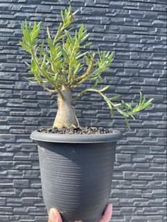 パキポディウム ビスピノーサム 塊根植物のサムネイル
