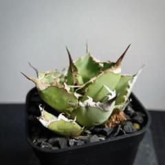 2347 【鉢のまま発送】 アガベ チタノタ 阿修羅 - メルカリ