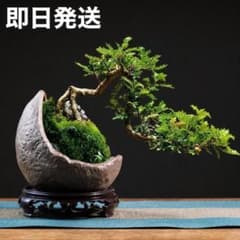 盆栽鉢 陶器鉢 苔テラリウム ミニ盆栽 山野草 植木鉢 和風 グレー