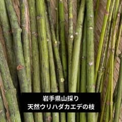 希少】天然ウリハダカエデの枝 約25cm ネコポス一杯 止まり木 UHK1