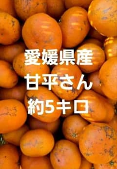 에히메현산 감평씨