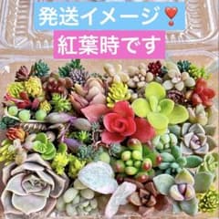 多肉植物♡カット苗 詰め合わせ（お任せ）寄せ植えのお供に メルカリ便