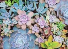 ダイヤモンドビーズアート　多肉植物のサムネイル