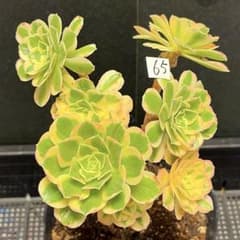 65 #観葉植物アエオニウム錦❤️富士雪錦❤️7大小頭18cm 拔き苗