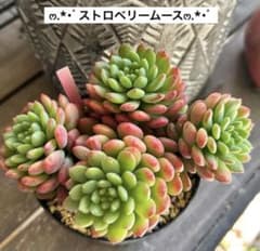 ❣️ストロベリームース❣️現品 エケベリア 寄せ植え 多肉弁当 多肉