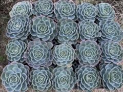 多肉植物　3.5号　20ポットのサムネイル