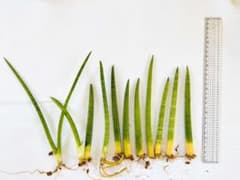 サンスベリアスタッキー子株付き　12本セット抜き苗 　観葉植物　空気清浄のサムネイル