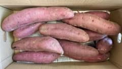 ⑤ 紅はるか 2L 5㎏ 箱込み    無農薬 さつまいものサムネイル