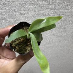 P.willinckii nano spore ナノ スポア ビカクシダ - メルカリ