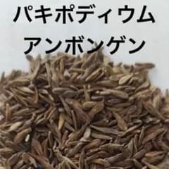 種10粒 パキポディウム・アンボンゲンセ - メルカリ