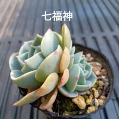 No.8 七福神 抜き苗 多肉植物 - メルカリ