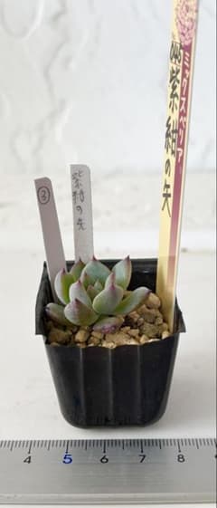 ❤️確認用❤️ミックスベリア❤️紫紺の矢❤️カット発根管理中〜♪✨メルカリ便✨札なし 紫紺の矢③ おらいさん ミックスベリア 発根済み 多肉植物 - メルカリ