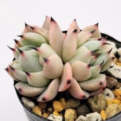 そわそわ 双頭 ミックスベリア おらいさん苗 多肉植物 - メルカリ